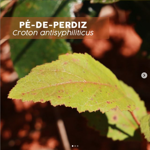 Croton antisyphiliticus
