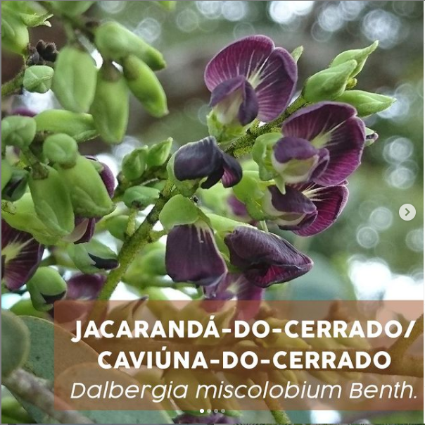 lavanda do cerrado