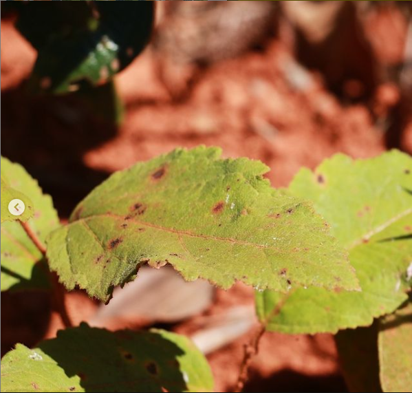 Croton antisyphiliticus3